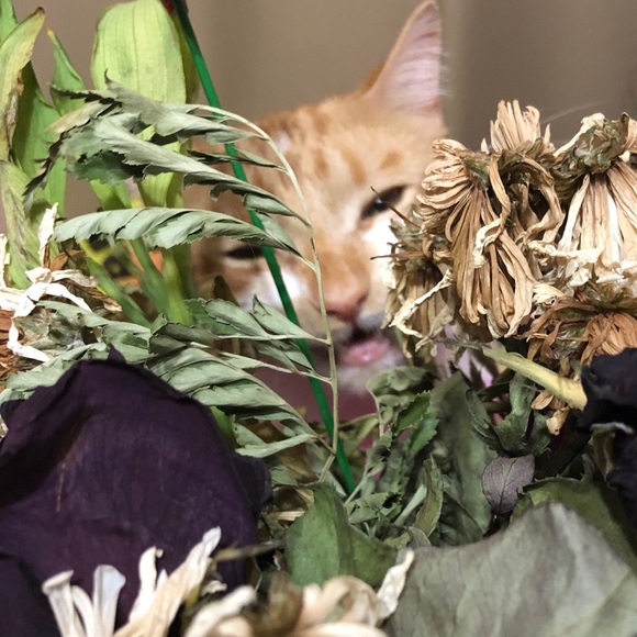 Meet your Posher, Tammy - Picture 14 of 16